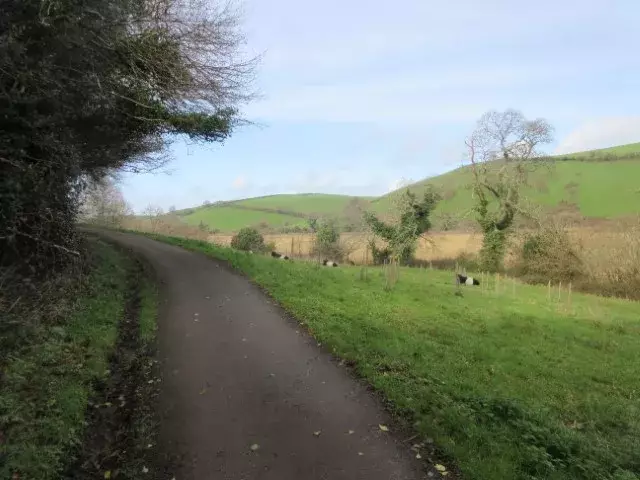 Cattle along the Dart Valley Cycleway